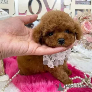 Фото №4. Продажа пуделя (той) в Хельсинки частное объявление, из приюта - цена 46384₽