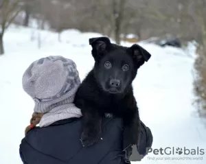 Дополнительные фото: Щенки немецкой овчарки. FCI.