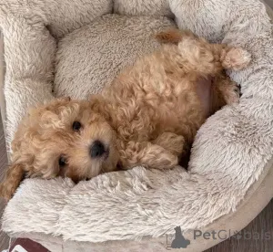 Фото №1. мальтипу - купить в Берлине за 83490₽. Объявление №149838