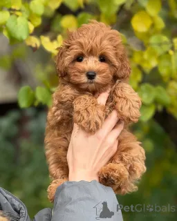 Фото №3. Мягкое, как облако, и сладкое, как маргаритка, сердце этой маленькой женщины.  Исландия