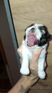 Дополнительные фото: Чистокровные щенки Ши-Тцу