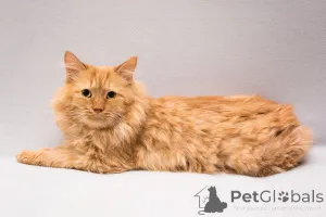 Фото №1.  - купить в Москве реке за Бесплатно. Объявление №165231