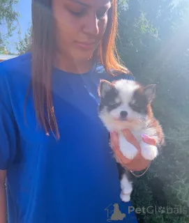 Дополнительные фото: Щенки Помски микро