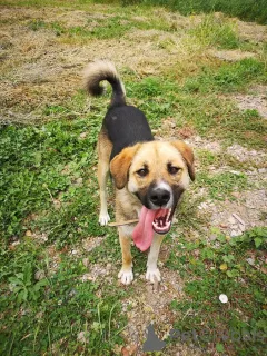 Фото №2 к объявлению №152541 о продаже беспородную - купить в России частное объявление