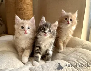 Фото №1. норвежская лесная - купить в Дикер за 32468₽. Объявление №151487