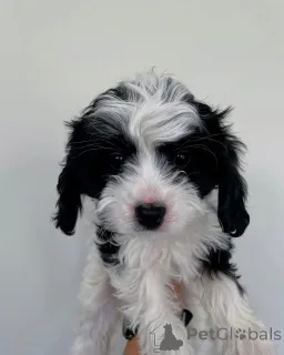 Фото №2 к объявлению №158450 о продаже кинг-чарльз-спаниеля - купить в Люксембурге частное объявление