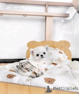 Фото №1. чихуахуа - купить в Хельсинки за 51022₽. Объявление №159465