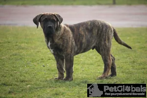 Дополнительные фото: Presa Canario Dog Canary Puppies