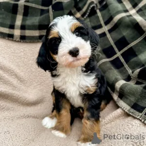 Фото №3. Мягкие глаза, более мягкое сердце Милли привносит в каждый день любовь,.  Ирландия