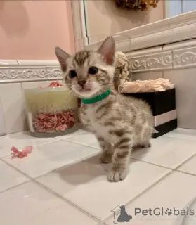 Фото №2 к объявлению №152623 о продаже бенгальская - купить в Швейцарии частное объявление