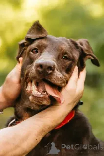 Дополнительные фото: Метис лабрадора Валико ищет дом.