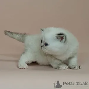 Фото №1. экзотическая - купить в Чарлеру за договорная. Объявление №160502