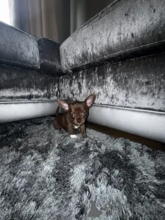 Фото №3. Wunderschöne, Beim KC Registrierte Chihuahuas.  Германия