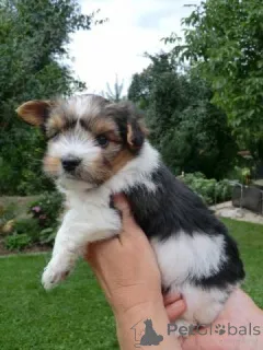 Фото №1. бивер-йоркширский терьер - купить в Bielefeld за договорная. Объявление №140368