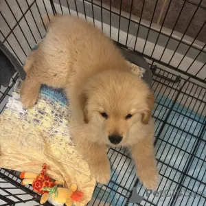 Фото №1. золотистый ретривер - купить в Аустхойзер за договорная. Объявление №165319