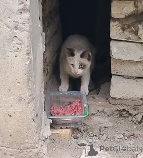 Фото №4. Продам  в Владимире  - цена Бесплатно