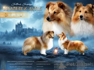 Дополнительные фото: Nataļja Golovane