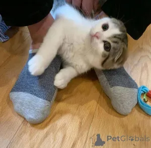 Фото №2 к объявлению №165468 о продаже  - купить в Бельгии 