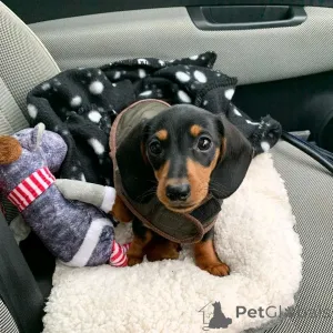 Фото №2 к объявлению №137158 о продаже таксу - купить в Германии заводчик