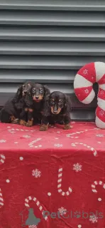 Дополнительные фото: Длинношерстная такса