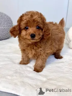 Фото №2 к объявлению №166908 о продаже мальтипу - купить в Австрии 