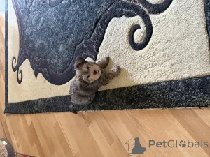 Фото №3. Йоркширский терьер щенок мини беби фэйс.  Грузия