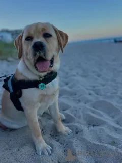 Фото №4. Продажа лабрадор-ретривера в Ниже заводчик - цена 46731₽