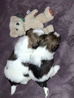 Дополнительные фото: Идеальные чистокровные щенки Ши-Тцу.