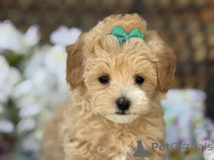 Фото №1. мальтипу - купить в Берлине за 83490₽. Объявление №149584