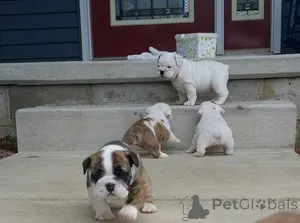 Фото №1. английский бульдог - купить в Брюсселе за 22467₽. Объявление №165737