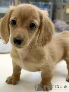 Дополнительные фото: Щенки мини-таксы маленькие, милые и полные индивидуальности!