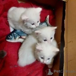 Фото №1. персидская - купить в Франкфурт-на-Майне за 32468₽. Объявление №147353