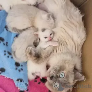 Фото №1. рэгдолл - купить в Берлине за 35251₽. Объявление №167243