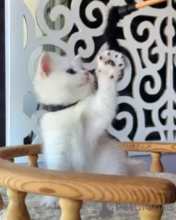 Фото №2 к объявлению №161849 о продаже  - купить в Объединенных Арабских Эмиратах 