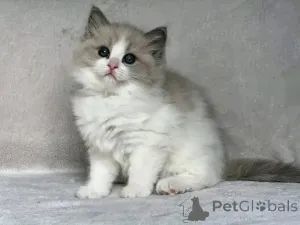 Фото №3. Ragdoll-Kätzchen Zur Усыновление. Германия