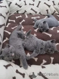 Фото №3. Котята BHK на переезд.. Эстония