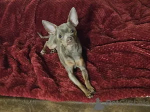 Фото №2 к объявлению №147157 о продаже  - купить в Германии частное объявление