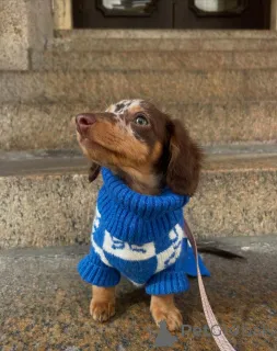 Фото №2 к объявлению №163062 о продаже таксу - купить в Финляндии частное объявление, из приюта