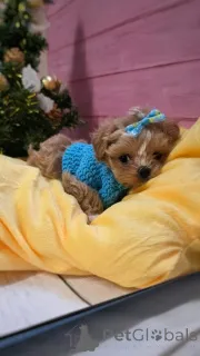 Фото №2 к объявлению №159054 о продаже пуделя (той) - купить в Германии из приюта, заводчик