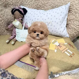 Фото №1. пудель (той) - купить в Берлине за 51022₽. Объявление №167645