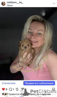 Фото №1. мальтипу - купить в Минске за 179736₽. Объявление №160086