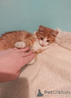 Дополнительные фото: Петя ищет себе уютный дом.