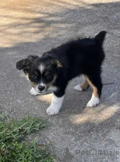 Фото №1. австралийская овчарка - купить в Хаммерсбах за 83490₽. Объявление №150658