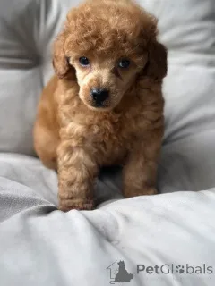 Фото №3. Wunderschöne Cavapoo-Welpen suchen einliebevolles neues Zuhause.  Германия