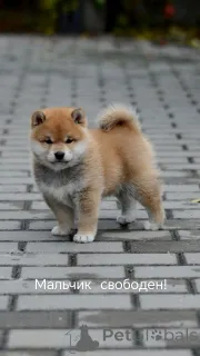 Дополнительные фото: Алла Атоян