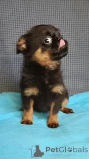 Фото №3. Девочка малый брабансон.  Россия