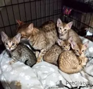 Фото №1. оцикет - купить в Париже за 46384₽. Объявление №165514