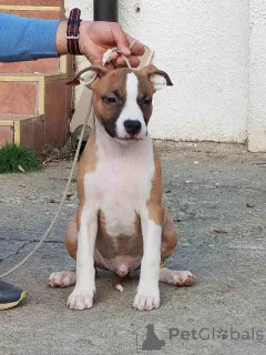 Фото №1. стаффордширский бультерьер - купить в Позаревак за договорная. Объявление №156340