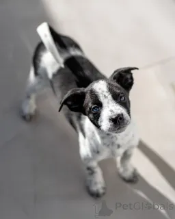 Фото №2 к объявлению №161492 о продаже беспородную - купить в России частное объявление