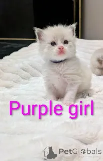 Дополнительные фото: красивые котята чистый рэгдолл все котята зарезервированы